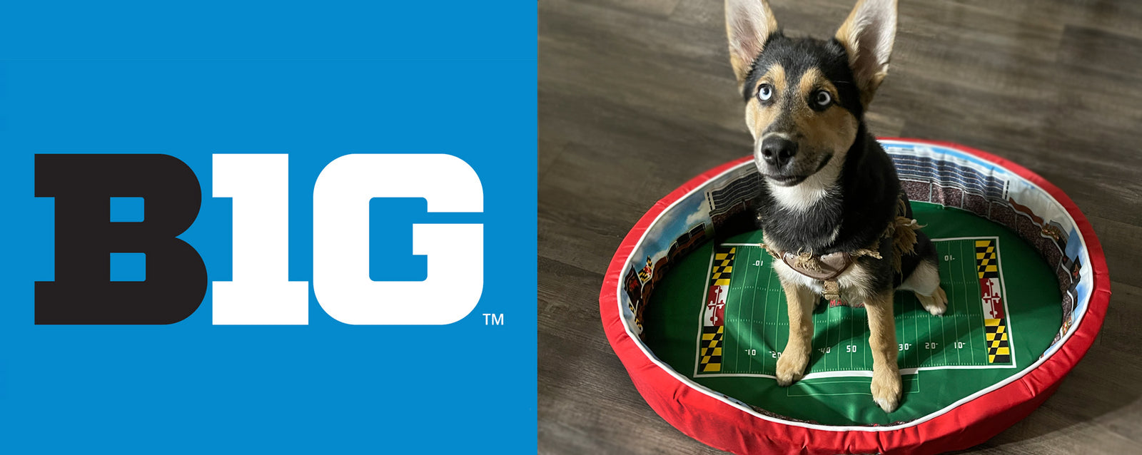 BIG TEN College Football Stadium Dog Beds